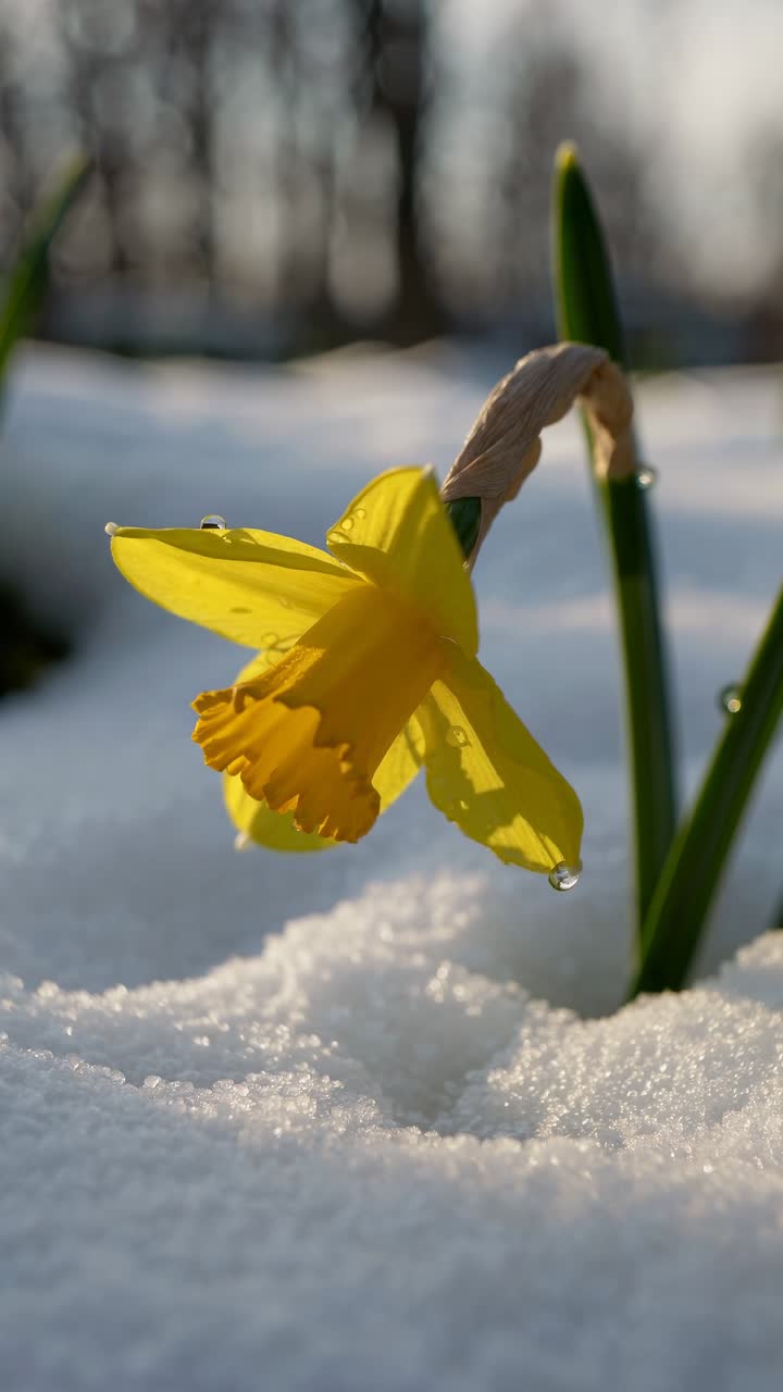 Close-up video of a yellow daffodil emerging from snow, captured at a low angle