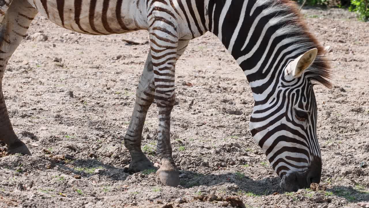 Plains zebra lowers head to graze on dry savanna, natural daylight, steady close-up shot