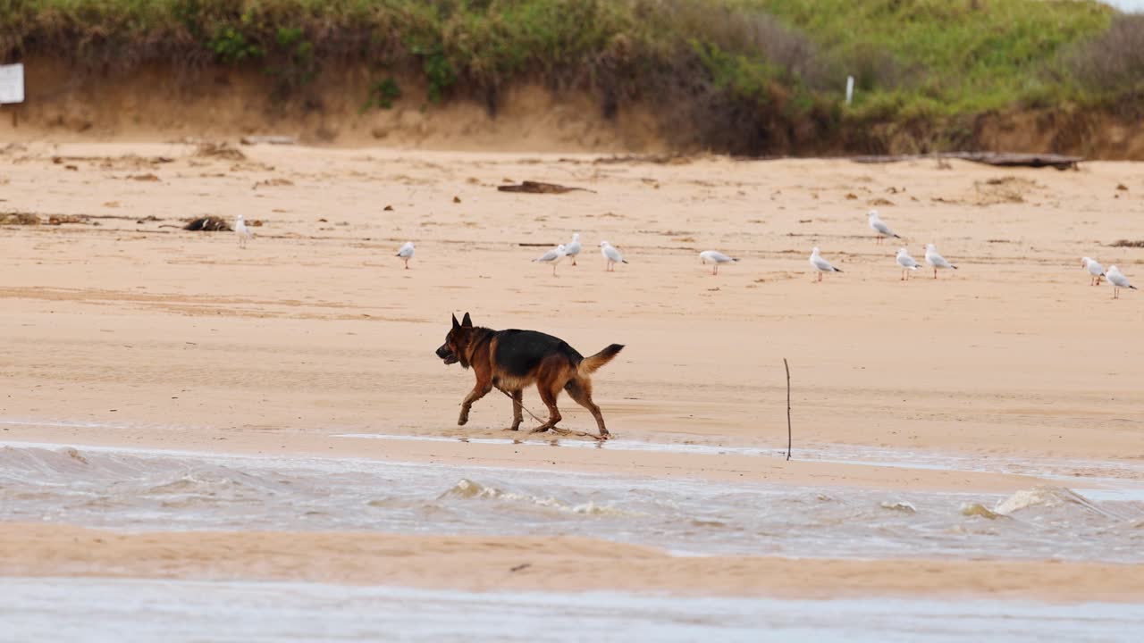 A German Shepherd walks along a sandy beach at Coffs Harbour, NSW, with seagulls in the background under natural lighting
