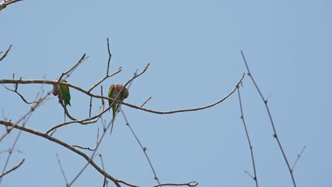 Periquito-De-Pecho-Rojo,-Psittacula-Alexandri,-Santuario-De-Vida-Silvestre-Huai-Kha-Kaeng,-Tailandia