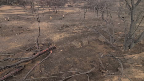 spooky burned forest by a wildfire