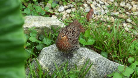 mountain bamboo partridge, bambusicola fytchii spotted standing on a rock in the mountain forest environment, close up shot