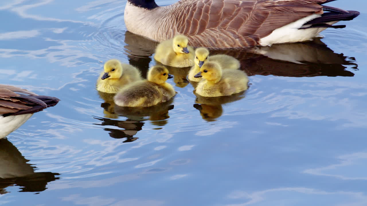 A cinematic slow-motion glimpse of goslings mingling with adult geese.