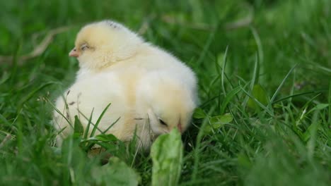 cute baby chicks in grass