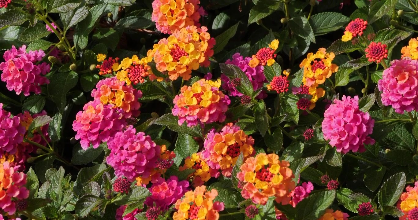Lantana Shamrock Rose Gold i Victoria Butchart Gardens, British Columbia, Kanada