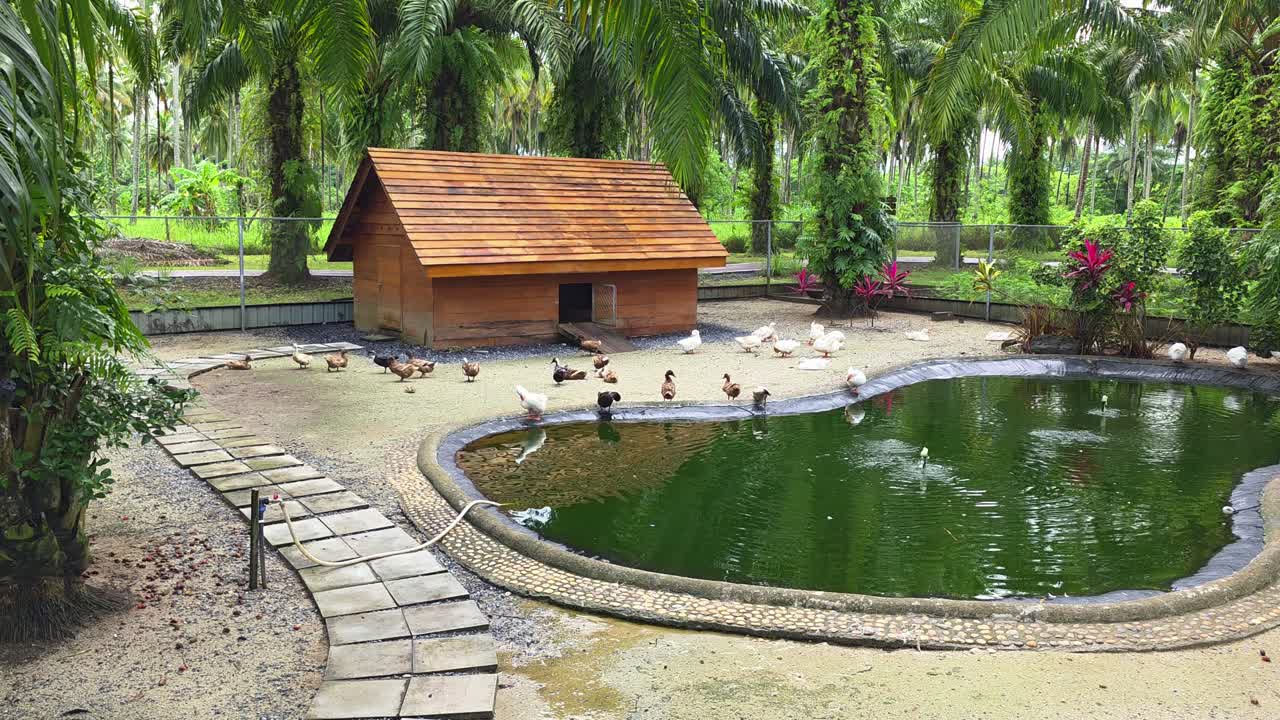 Ducks and geese roam freely around a pond at a luxury farm, offering a unique eco-tourism and sustainable experience at a tropical resort in Thailand
