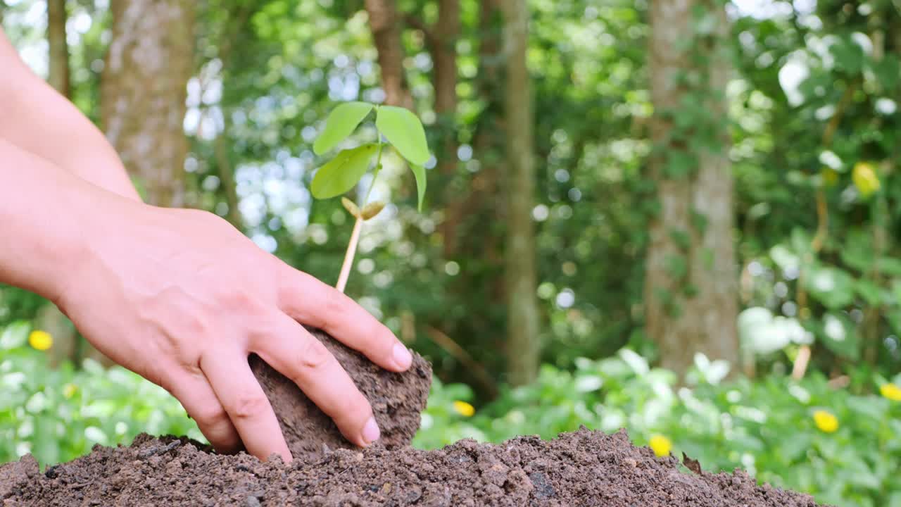 작은 나무가 자라면서 잘 심어지고 잘 물을 주고 있습니다.
