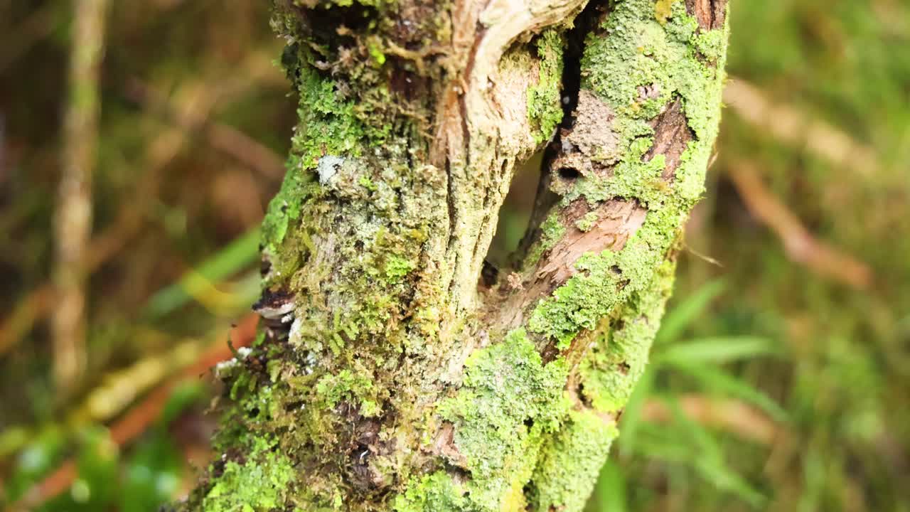 primer plano del tronco del árbol con musgo y líquene