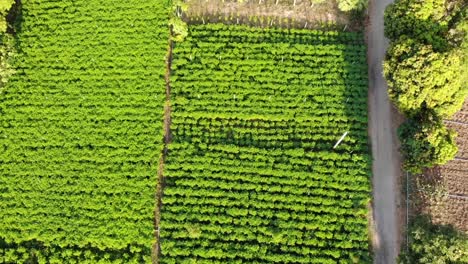 Aerial-View-of-Green-Plantation-in-Asian-Country,-Summer