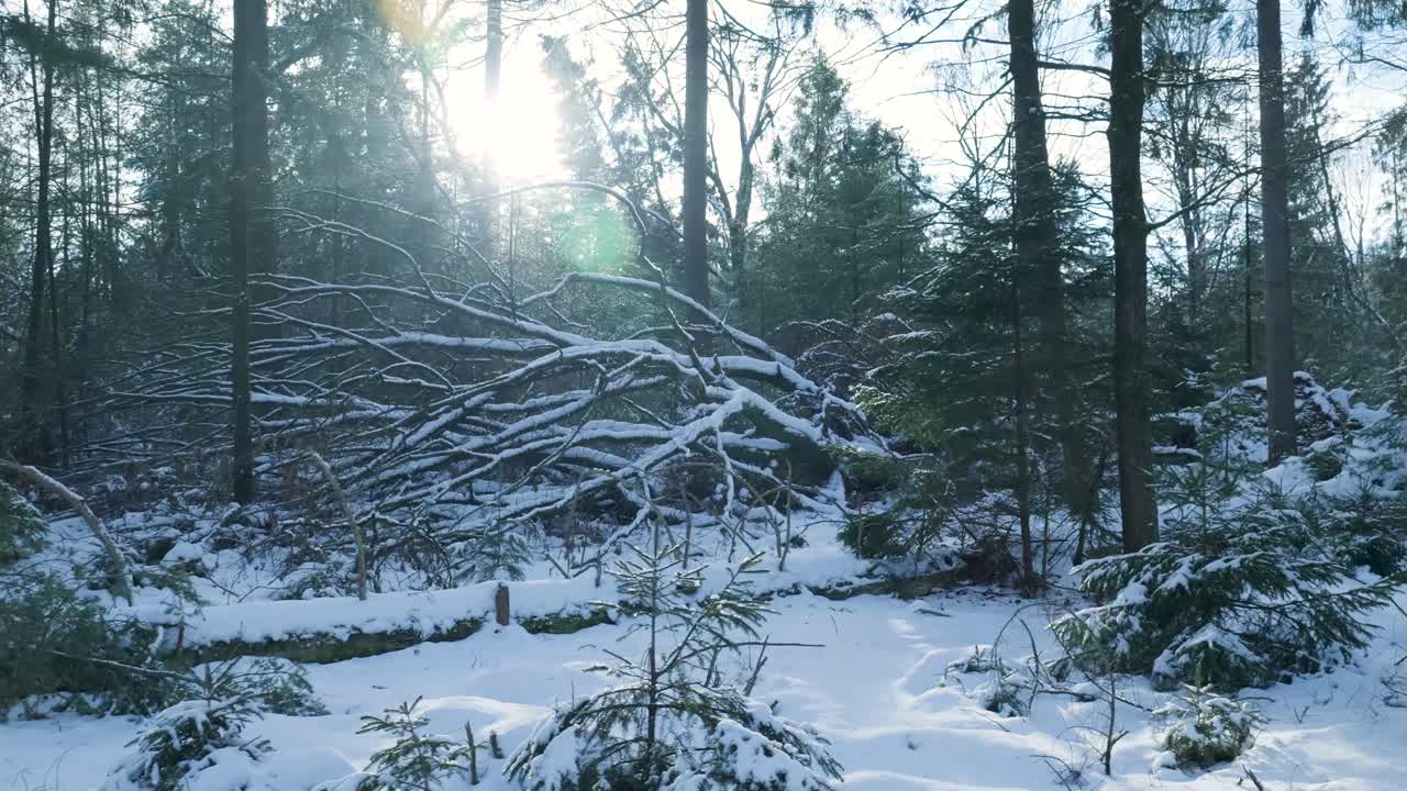Vinterlandskap med snødekte trær