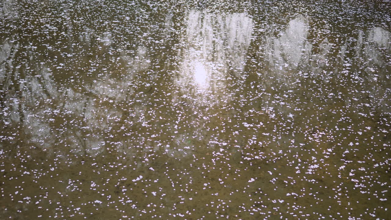 한국 의 양재 시민 숲 공원 에서 물 에 떠 있는 체리 꽃 잎