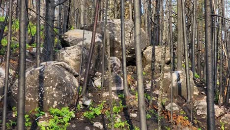 formación natural de rocas con líquenes que crecen en ellas