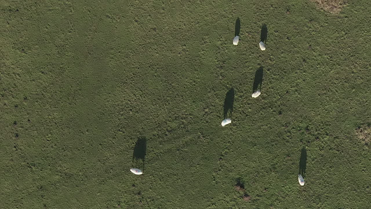 잔디밭에 긴 아침 그림자가 있는 양의 하향식 보기