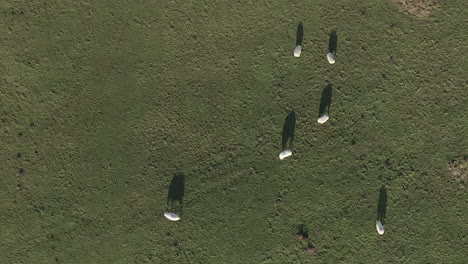 vista de arriba hacia abajo de las ovejas con largas sombras matutinas en el campo de hierba