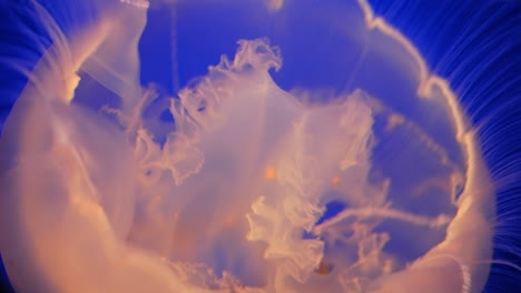 Fascinating-closeup-of-Purple-Striped-Jelly,-blue-background