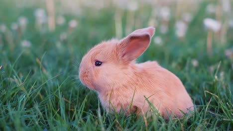 little brown bunny in green grass. a beautiful rabbit in the garden