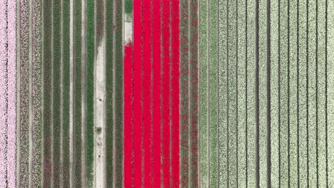 tomada de un avión no tripulado de un hermoso campo de tulipanes en los países bajos flevoland