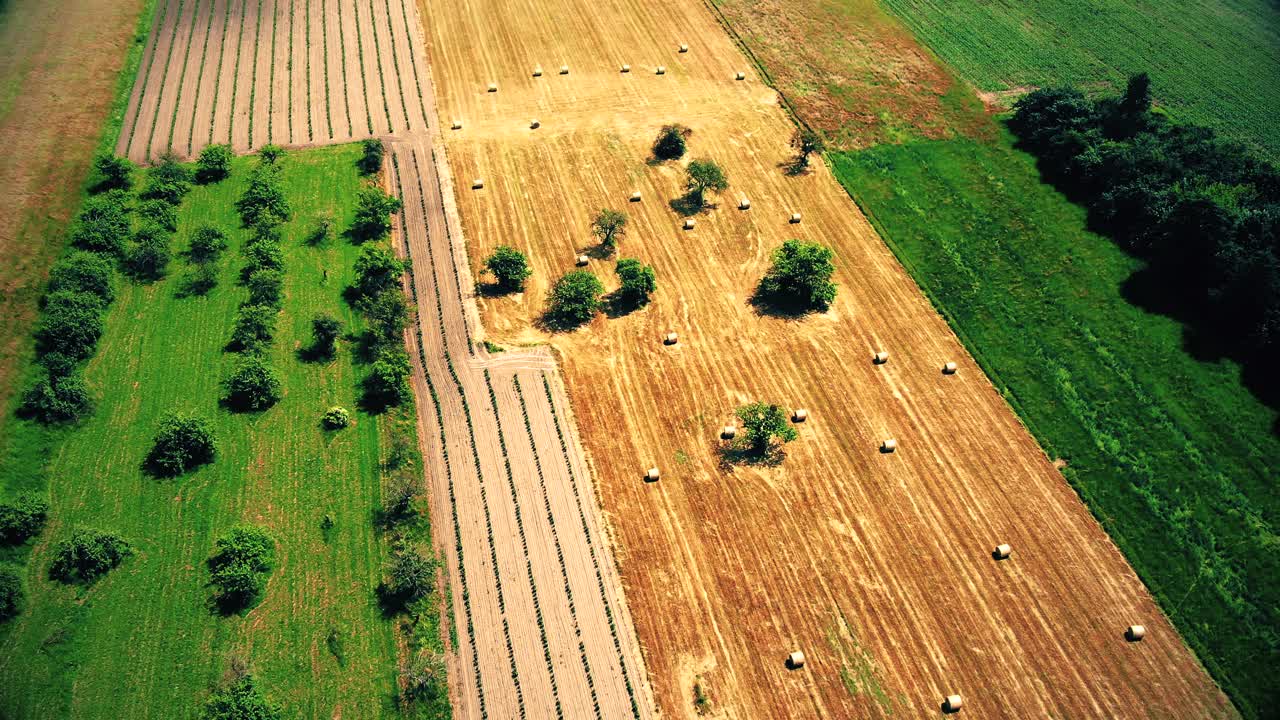Village Field and forest in wild on sunrise