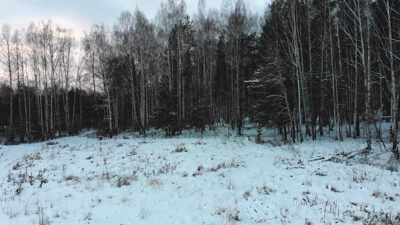 눈 덮인 겨울 숲