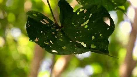 a shot hole green leaf flowing in the gentle breeze in the afternoon light