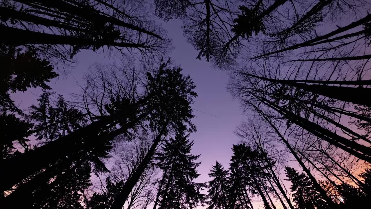 Un’ipnotica angolazione verso l’alto cattura alberi imponenti che si stagliano contro un cielo crepuscolare, perfetto