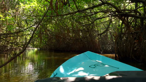 viaje en barco a través de un bosque de manglares