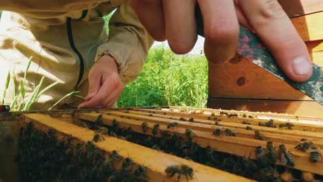 Beekeeper-pulls-out-and-examines-a-wooden-frame-with-honeycombs