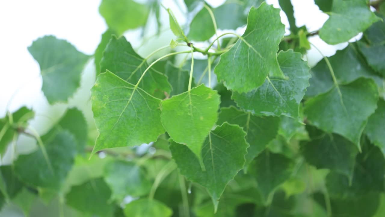 바람에 날아다니는 잎, 높은 초록색 나무의 잎, 바람에 날아다니는 여름의 잎