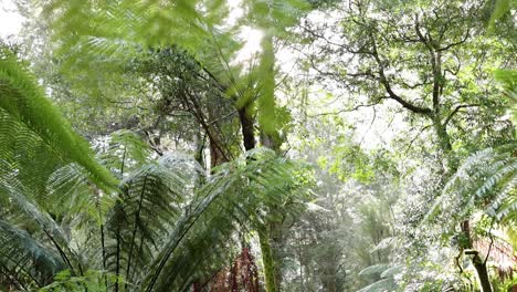 lush ferns basking in sunlight at maits rest