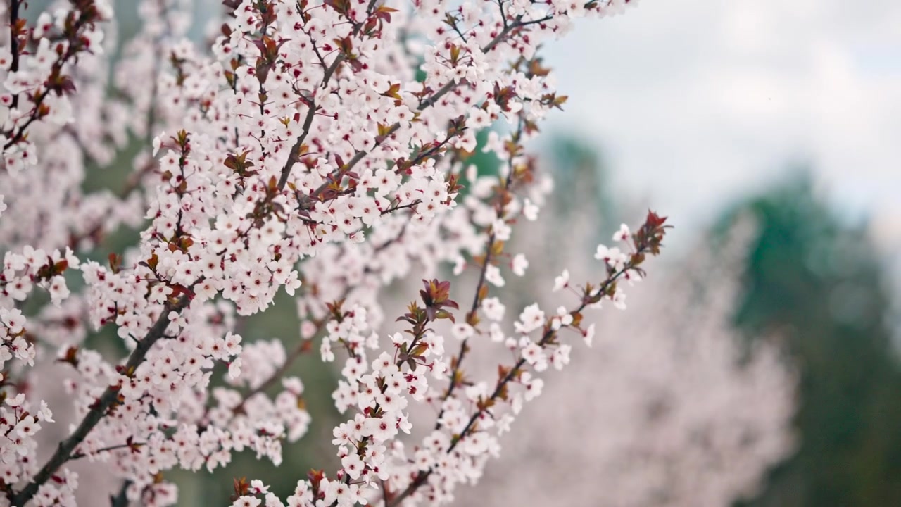 Close up shot of flowering branches covered in white blossoms, layered across the frame with strong depth of field separation