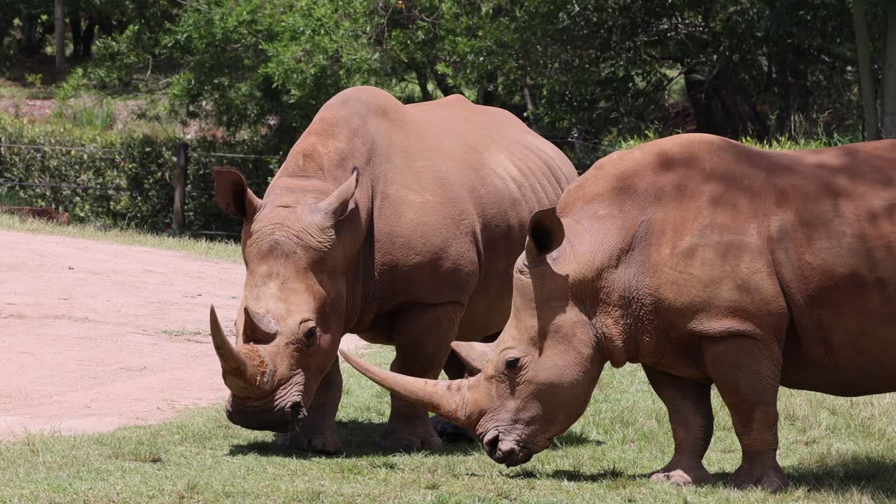 두 마리의 코소가 야외에서 서로 친해지고 상호 작용합니다.