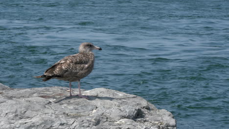 a seagull sitting on a rock with the waves of the ocean in the background