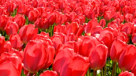 los tulipanes rojos ondeando en el viento