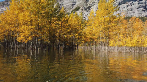 trees in beautiful autumn color from water of abraham lake, alberta, canada