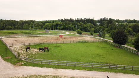 drone che sorvola un allevamento di cavalli in campagna