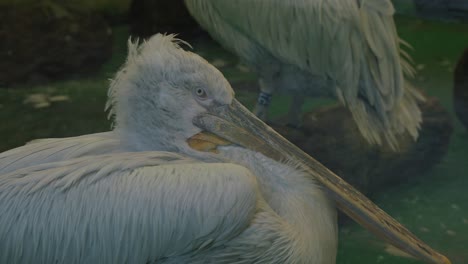 close up de un pelícano descansando con otros pelícanos en el fondo