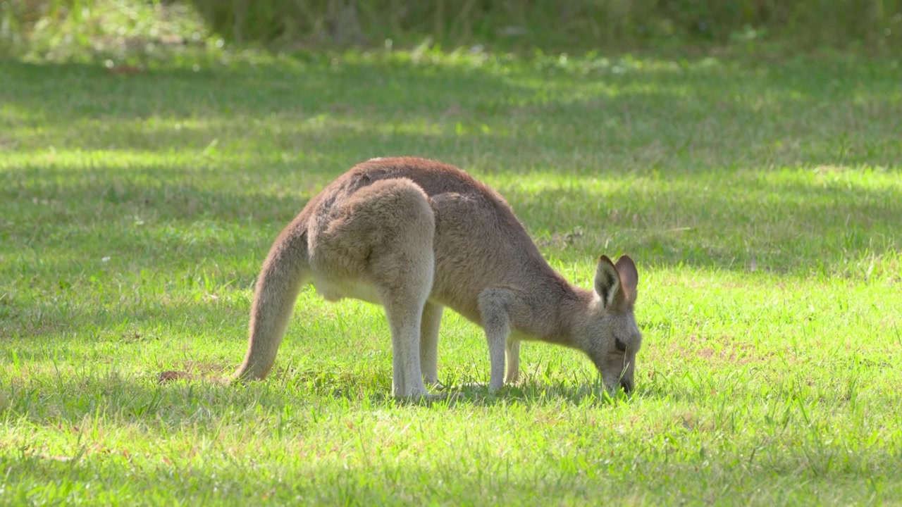 Eastern Grey Kangaroo eating grass on a sunny day in Coombabah Lakelands Conservation Area, Gold Coast, Queensland, Australia.