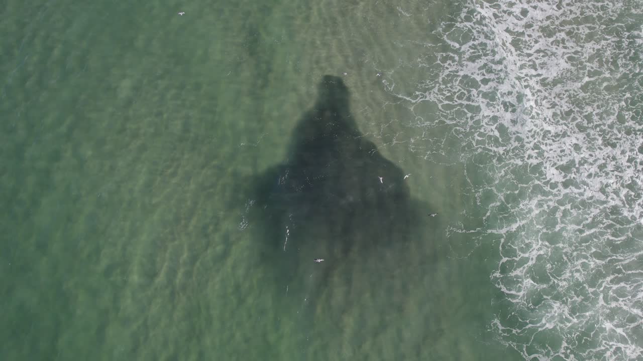 깨 ⁇ 하고  ⁇ 은 바 ⁇ 물, 브리비 섬 모래 바르 인근 킹스 비치, 칼룬드라, 선샤인 코스트,  ⁇ 즈랜드, 오스트레일리아