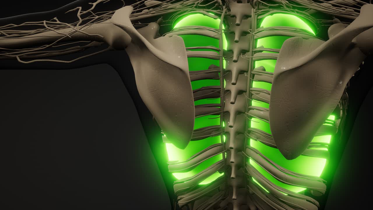 인간의 폐 방사선 검사