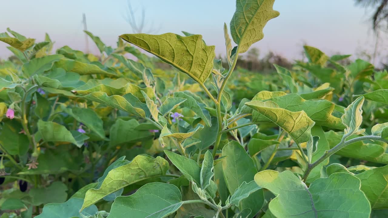 Brinjal or eggplant farming in large scale
