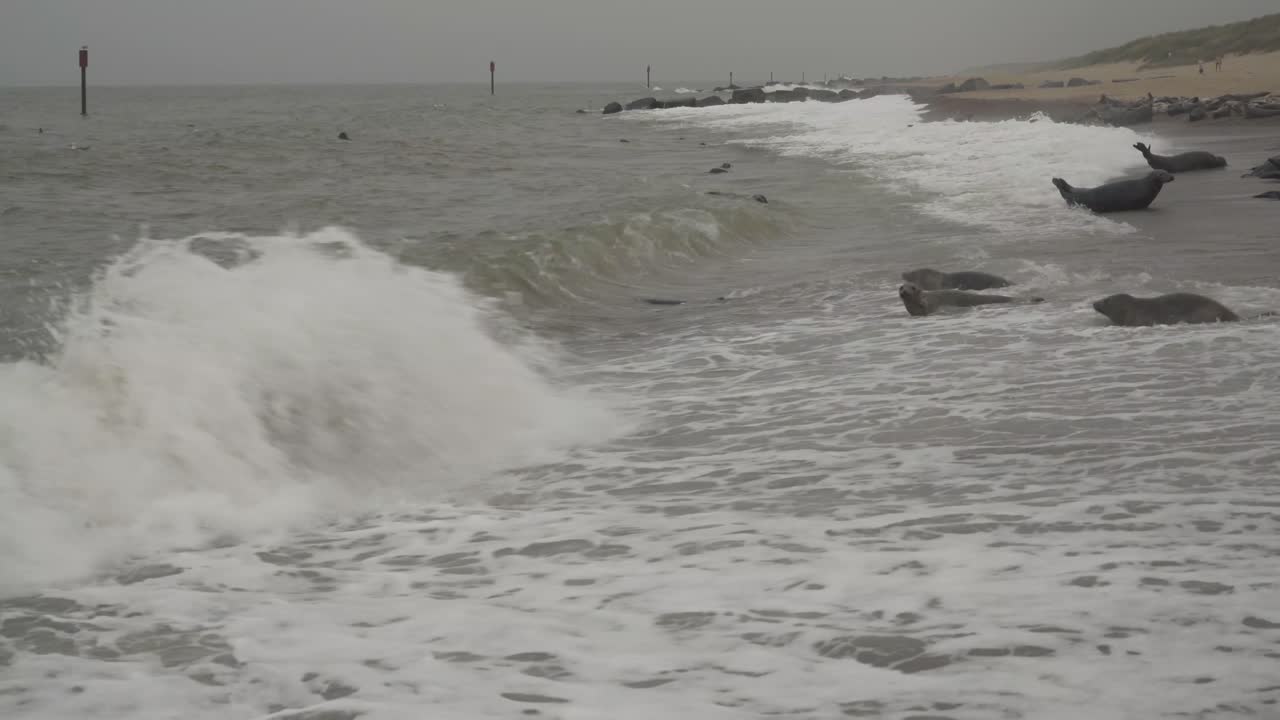 group of seals on the shore of horsey gap norfolk england uk. moving with the current of waves