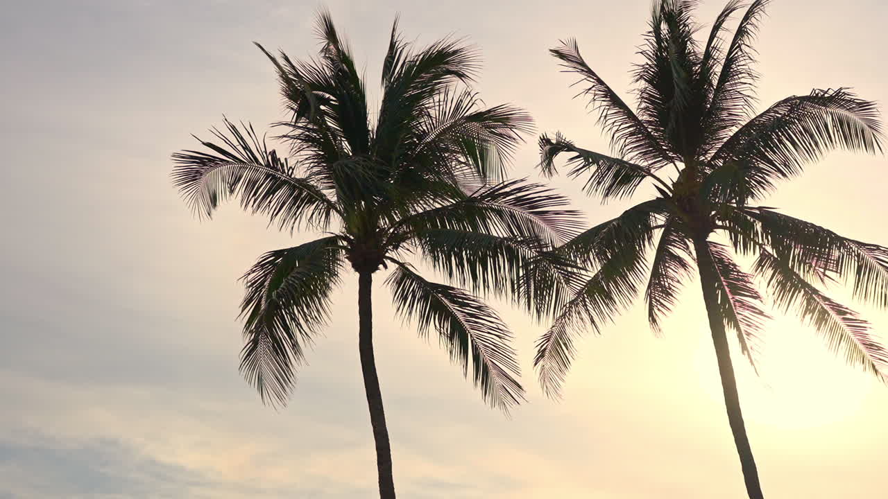 Two palm trees silhouetted against a setting tropical sun