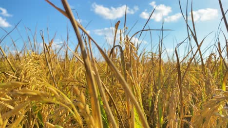 Lush-golden-field-of-rice-crop-on-vibrant-sunny-day,-pan-left-view