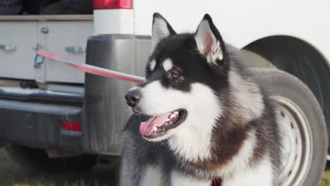 Alaskan-Malamute-Dog-With-Leash-Tied-Up-On-The-Rear-Of-A-Campervan