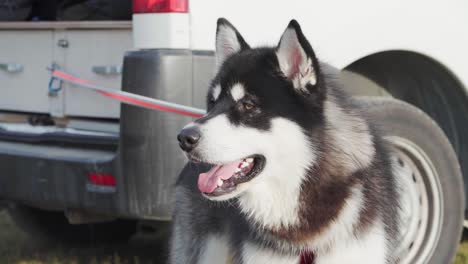 perro malamute de alaska con correa atada en la parte trasera de una autocaravana