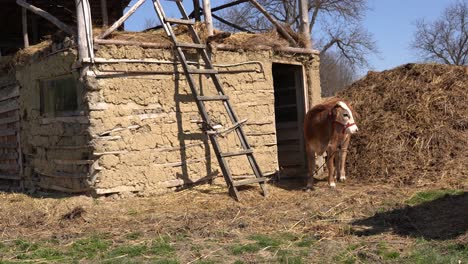 curious brown cow coming out from stall