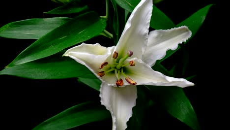 of white lily flowering