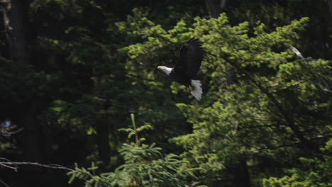 An-Eagle-flying-in-British-Columbia-Canada-over-the-ocean-looking-for-fish