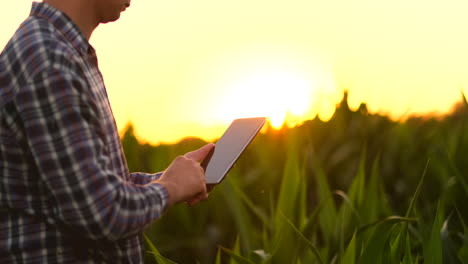 el agricultor del futuro utiliza una tableta para administrar las plantaciones de maíz y monitorear la calidad de las plantas y analizar el suelo para regar y fertilizar las plantas que están en el campo al atardecer.