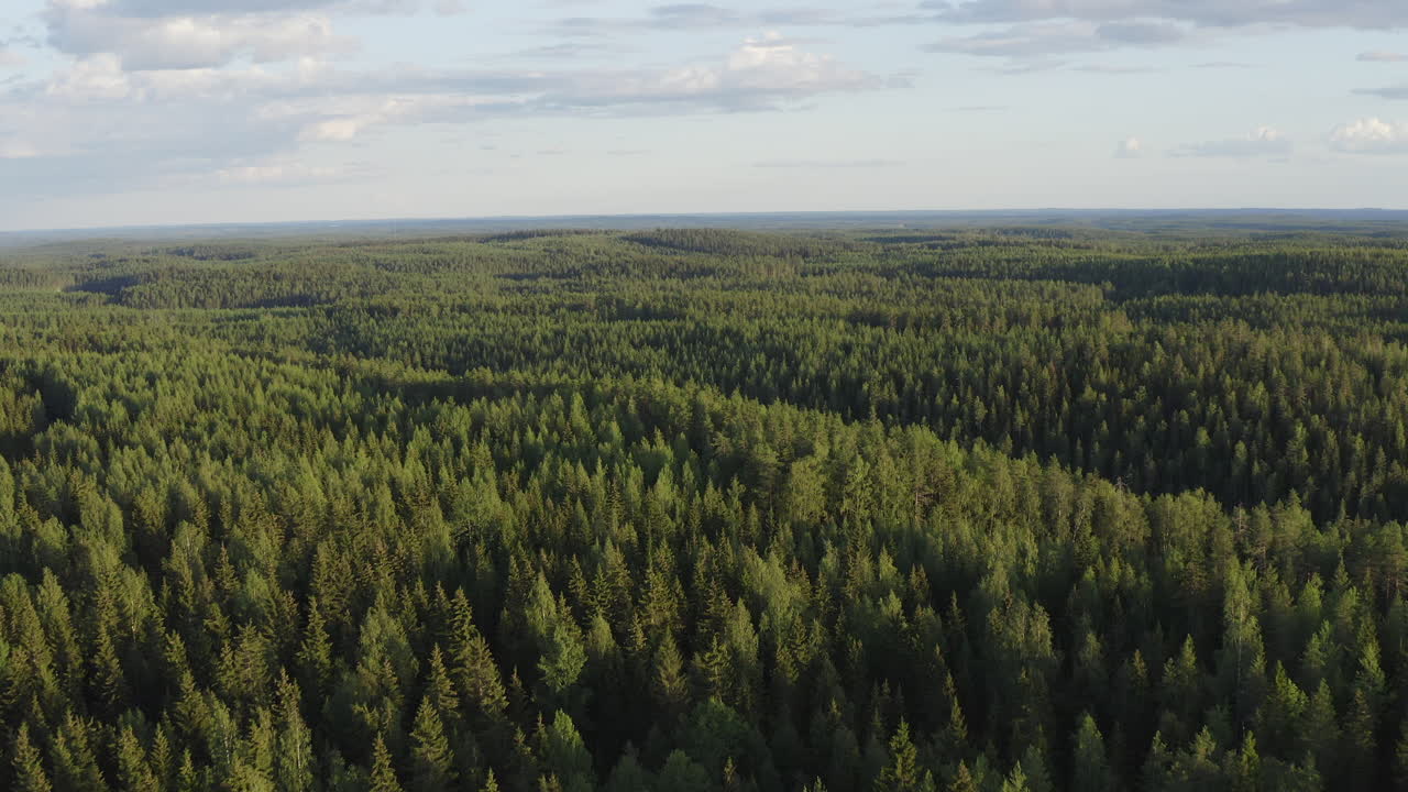 Vast endless green taiga boreal wilderness filmed from a drone